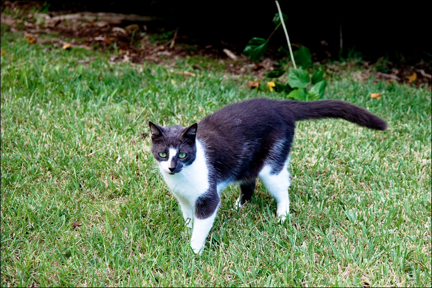 cats-2.jpg