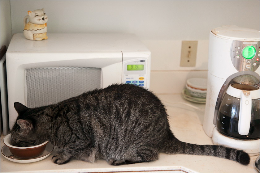 cats-4.jpg