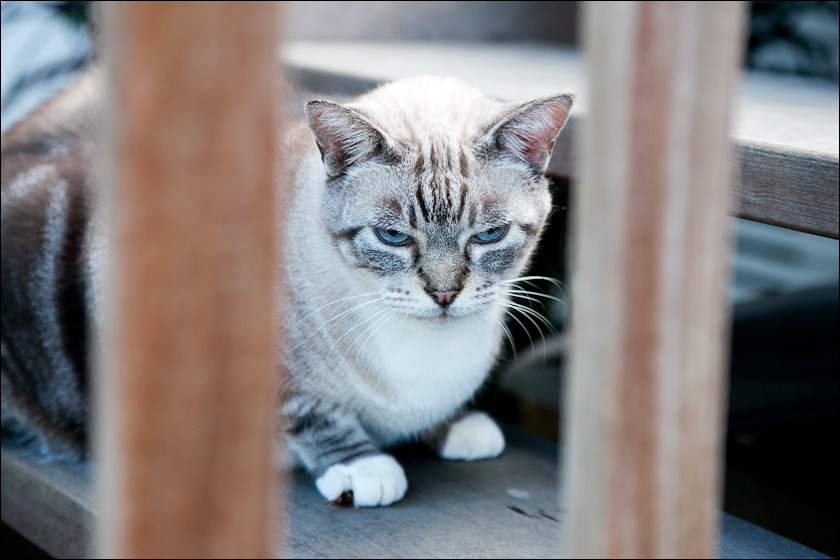 cats-6.jpg