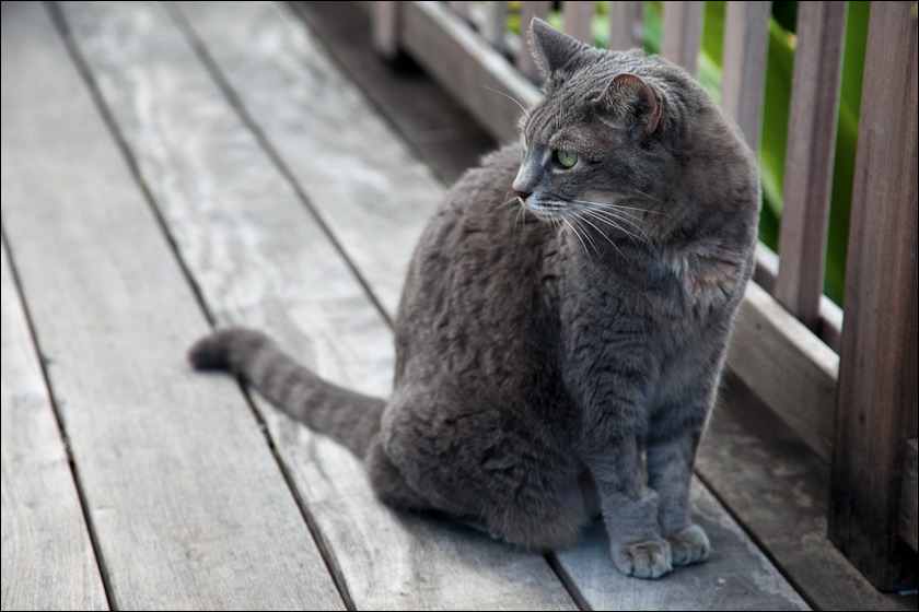 cats-7.jpg