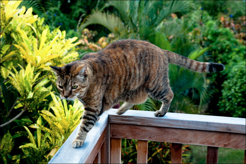 cats-8.jpg