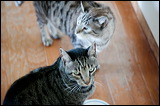 cats-11-11-10