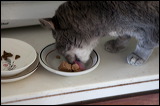 cats-11-11-14