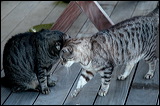 cats-11-11-2
