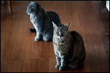 cats-11-11-5