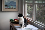 cats-11-11-8