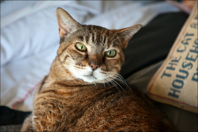 cats-11-11-11.jpg