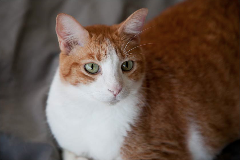 cats-11-11-12.jpg