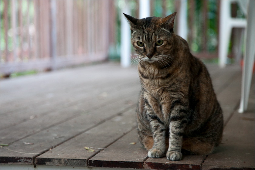 cats-11-11-3.jpg