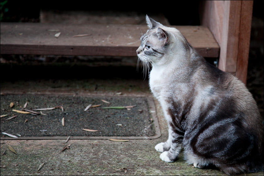 cats-11-11-4.jpg