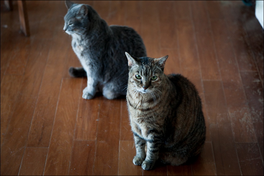 cats-11-11-5.jpg