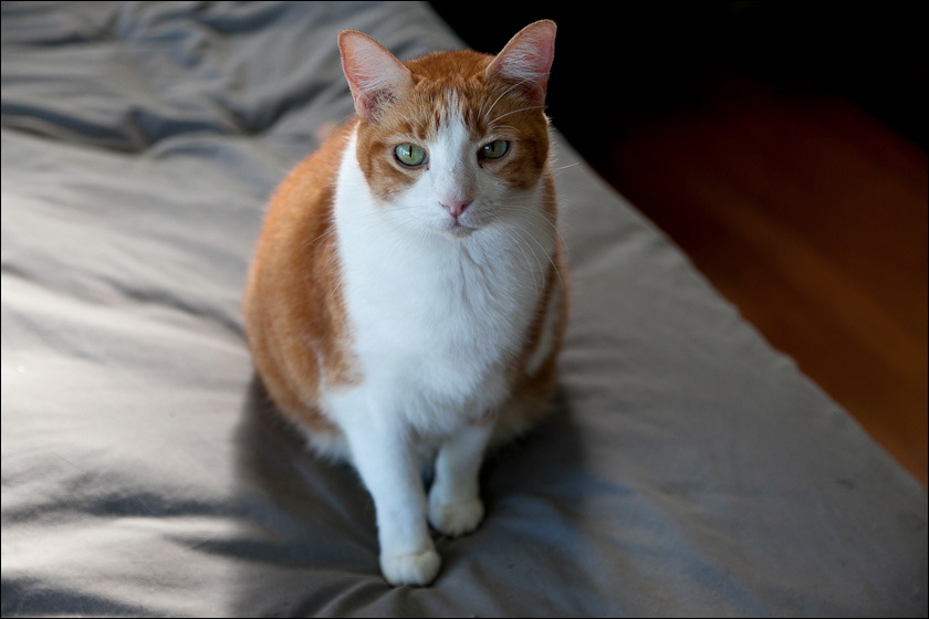 cats-11-11-6.jpg