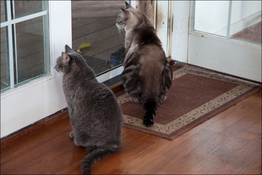 cats-11-11-9.jpg