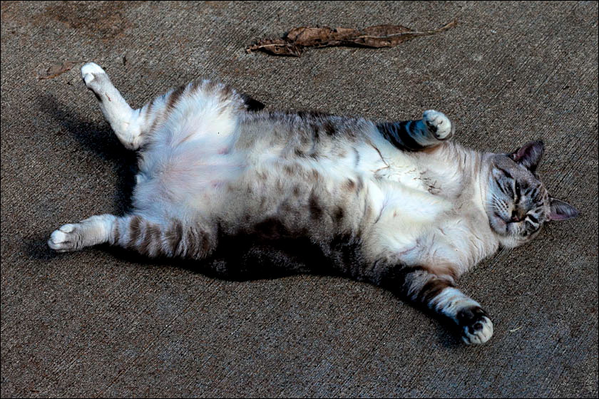 cats-1.jpg