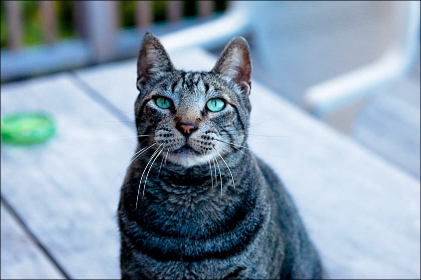 cats-10.jpg