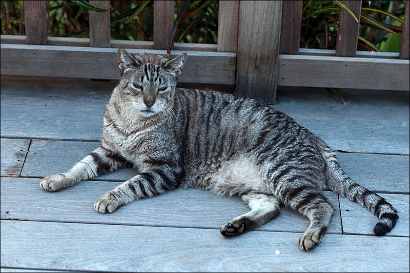 cats-12.jpg