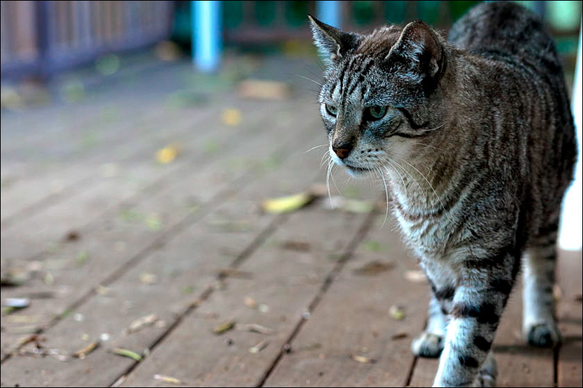 cats-2.jpg