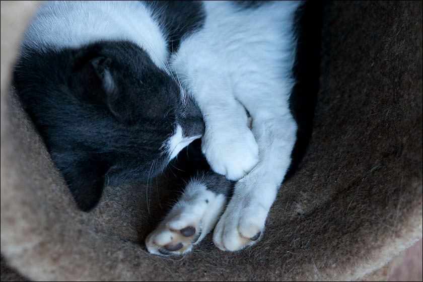 cats-3.jpg