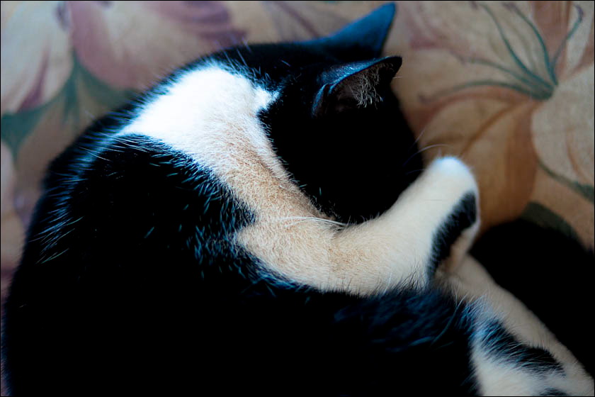 cats-4.jpg