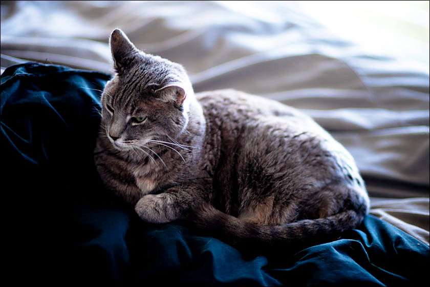 cats-5.jpg