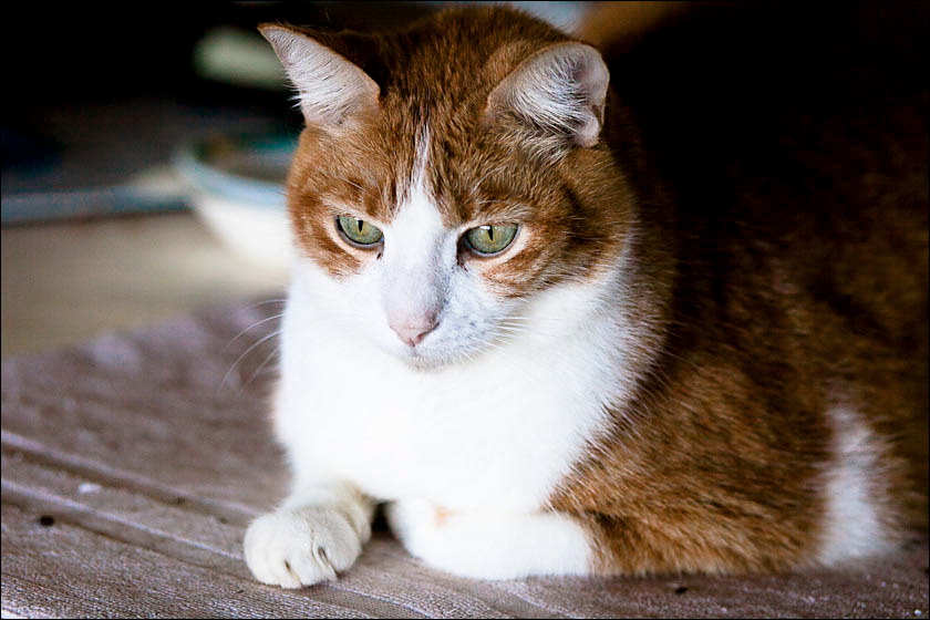 cats-6.jpg