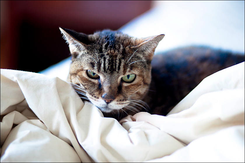 cats-7.jpg
