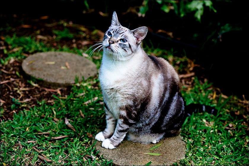 cats-9.jpg