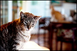 cats-1