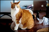 cats-2