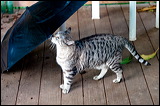 cats-3