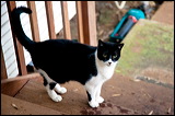 cats-4