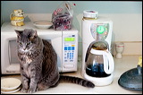 cats-5