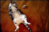 cats-7