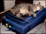 cats-8