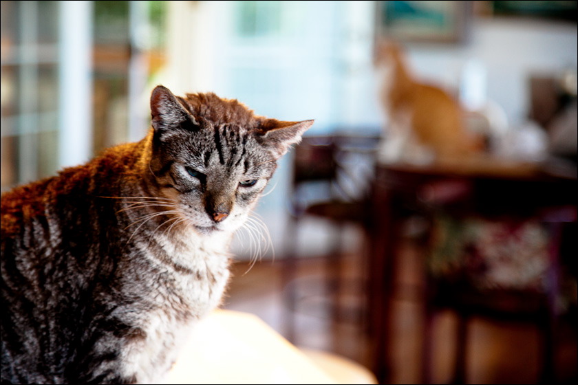 cats-1.jpg