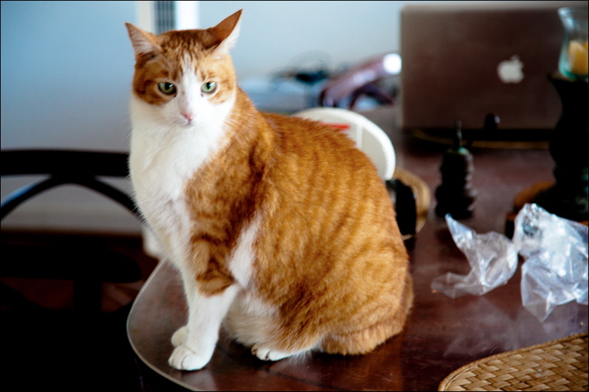 cats-2.jpg