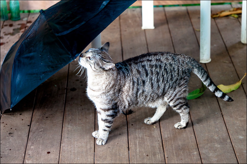 cats-3.jpg