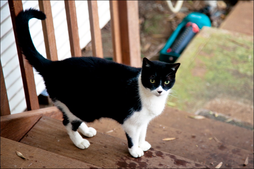 cats-4.jpg