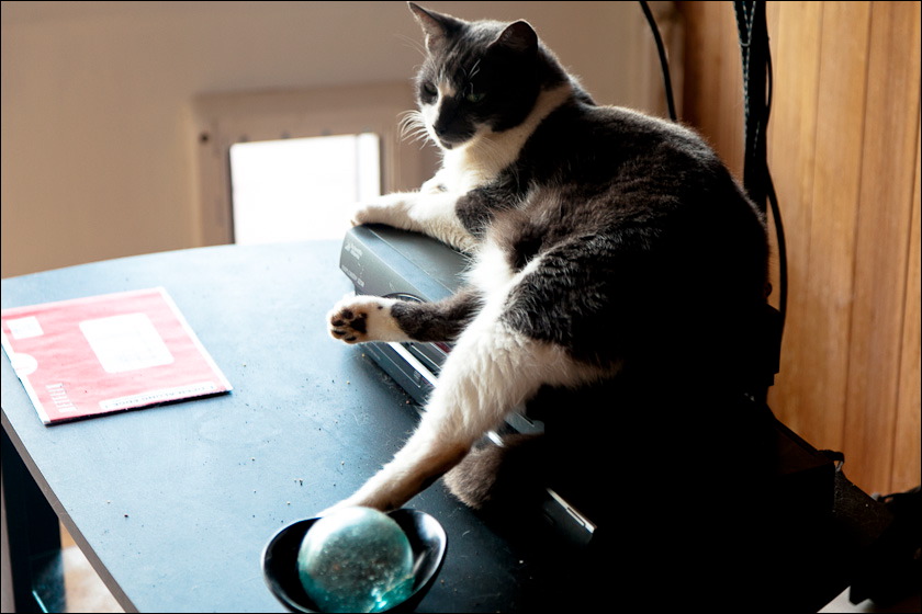 cats-6.jpg