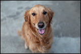 dogs0327-1