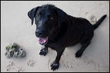 dogs0327-11