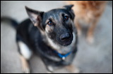 dogs0327-2