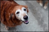 dogs0327-3