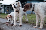 dogs0327-6