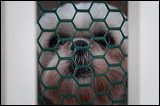 dogs0327-7