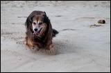 dogs0327-8
