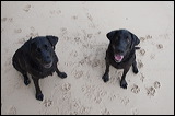 dogs0327-9
