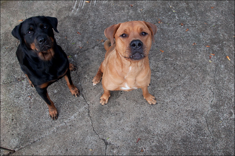dogs0327-14.jpg