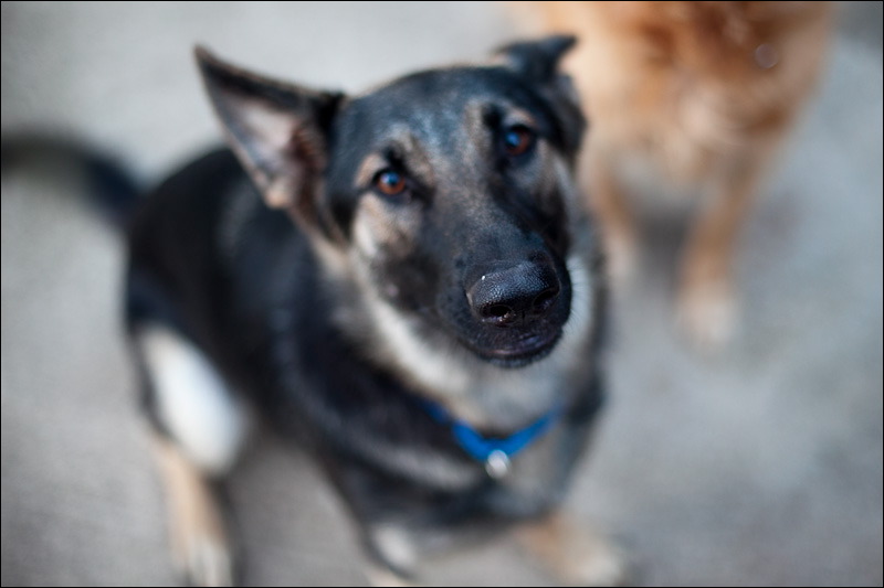 dogs0327-2.jpg
