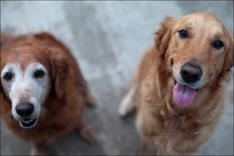 dogs0327-4.jpg
